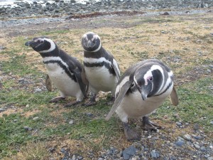 Magdalena Penguin